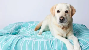 Unique Pet Farewell Ceremonies Worldwide